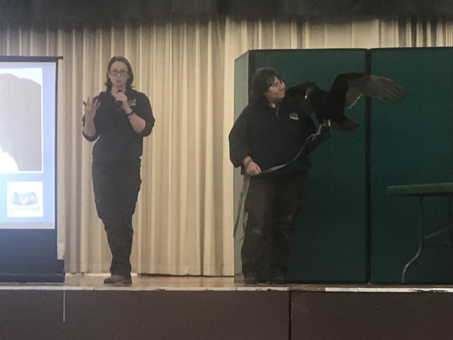 turkey vulture with trainer on stage 